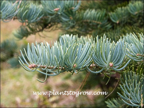 The curing up and inward glaucous needles